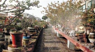 劉光嘉出示博物館內(nèi)部圖片中，擺放著各種盆景。