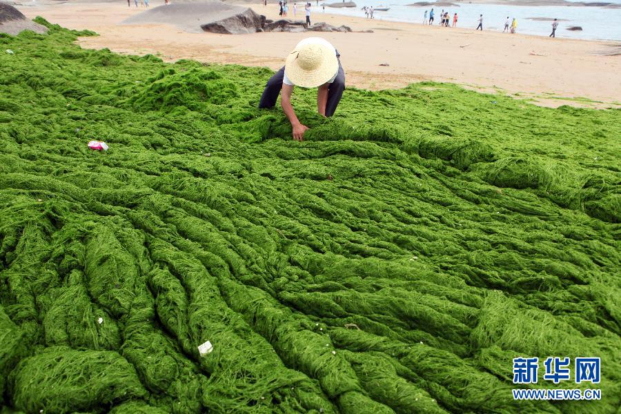 6月10日，山東日照市萬平口景區(qū)管理部門組織工作人員在清理海灘上的滸苔。