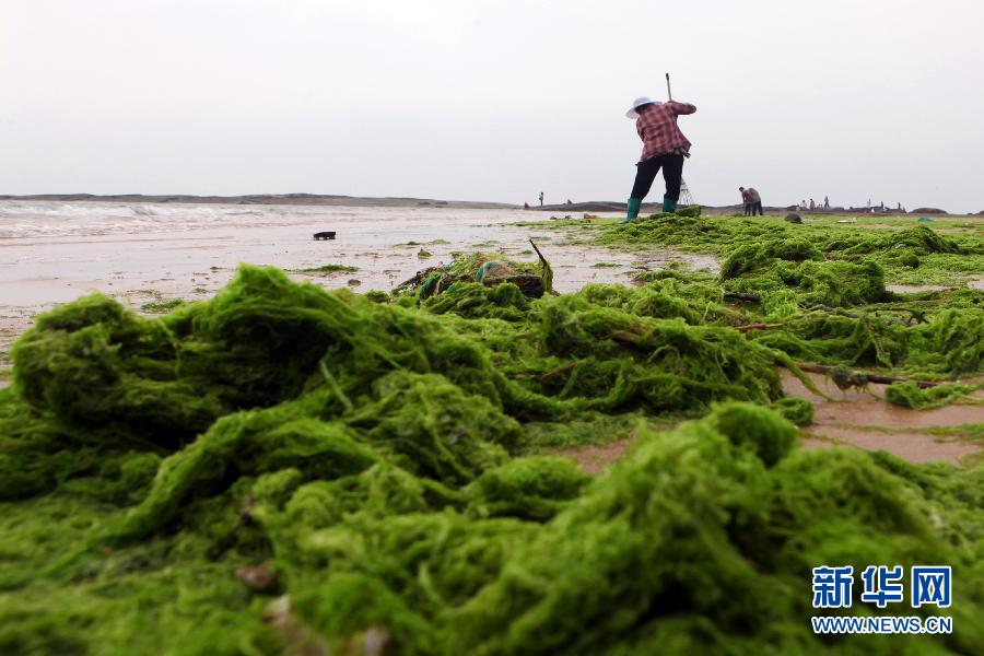 6月10日，山東日照市萬平口景區(qū)管理部門組織工作人員在清理海灘上的滸苔。