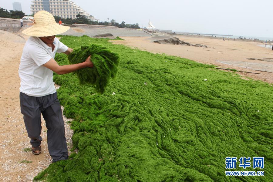 6月10日，山東日照市萬平口景區(qū)管理部門組織工作人員在清理海灘上的滸苔。
