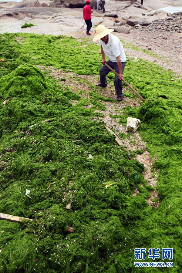 6月10日，山東日照市萬平口景區(qū)管理部門組織工作人員在清理海灘上的滸苔。