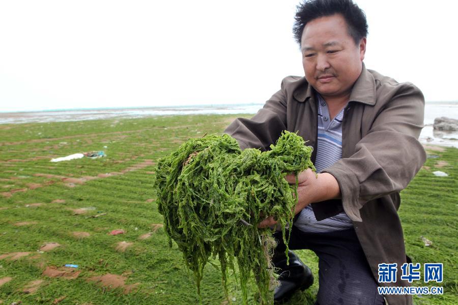 6月10日，在江蘇省連云港市贛榆縣海州灣旅游度假區(qū)，一名漁民在展示清理的滸苔。