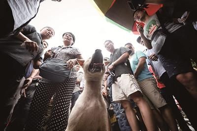 一只狗被動保人士與狗販子圍在中間，等待兩方的討價還價后決定去向