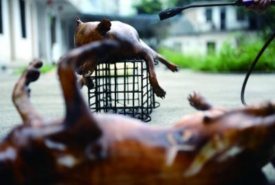 今天上午，玉林很多餐館為即將到來的狗肉節(jié)備貨，圖為餐館后廚正在加工狗肉 記者 劉暢 攝