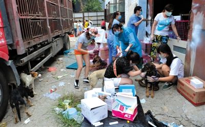 昨日下午,志愿者對攔截下來的狗逐一檢查,分類進行管理。