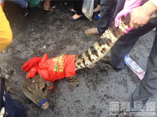 車上的鱷魚(yú)爬上路面。記者 向帥