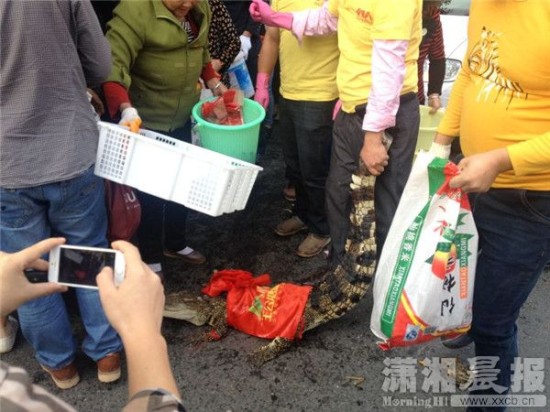 鱷魚(yú)被車主抓到。