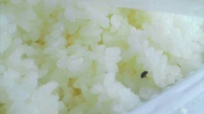 陸先生在高鐵上購買的“梅菜扣肉套餐”盒飯。盒飯中的米飯上有芝麻狀的黑色小蟲。