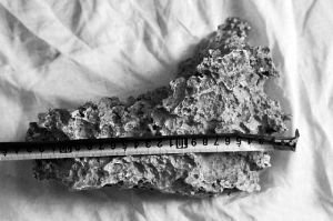 1月30日，新疆青河縣牧民別熱克·薩吾特意外撿到重7.85公斤左右的一塊狗頭黃金