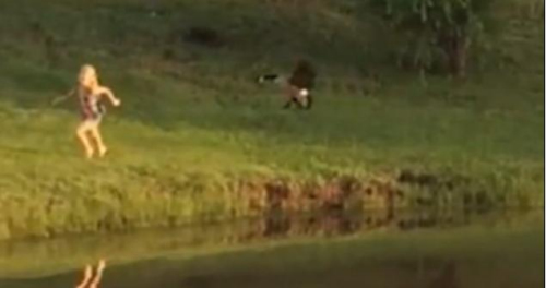 圖二：小女孩遭鵝襲擊向父親求救，但他不但沒有伸出援手，反而狂笑不止。