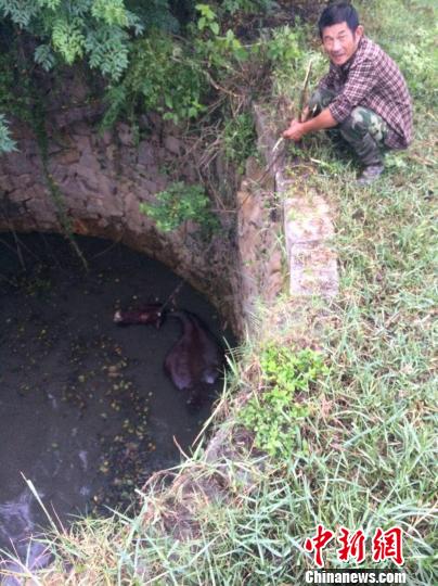 圖為大水牛掉進13米深坑，民警消防灌水施救。