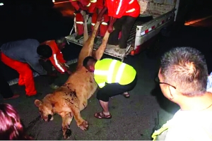 這頭母獅體態(tài)彪悍，重達(dá)400斤左右 網(wǎng)絡(luò)圖片　