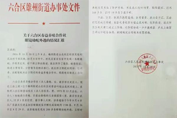 交匯點10月10日消息， 10日晚上，一則消息在南京人的朋友圈和微信群里瘋傳，網(wǎng)傳消息稱：六合雄州街道山北村一個農(nóng)莊私自養(yǎng)眼鏡蛇，幾天前突然跑出來了，估計二三百條。交匯點記者向六合區(qū)委宣傳部相關(guān)人士求證，證實了此事確實發(fā)生。