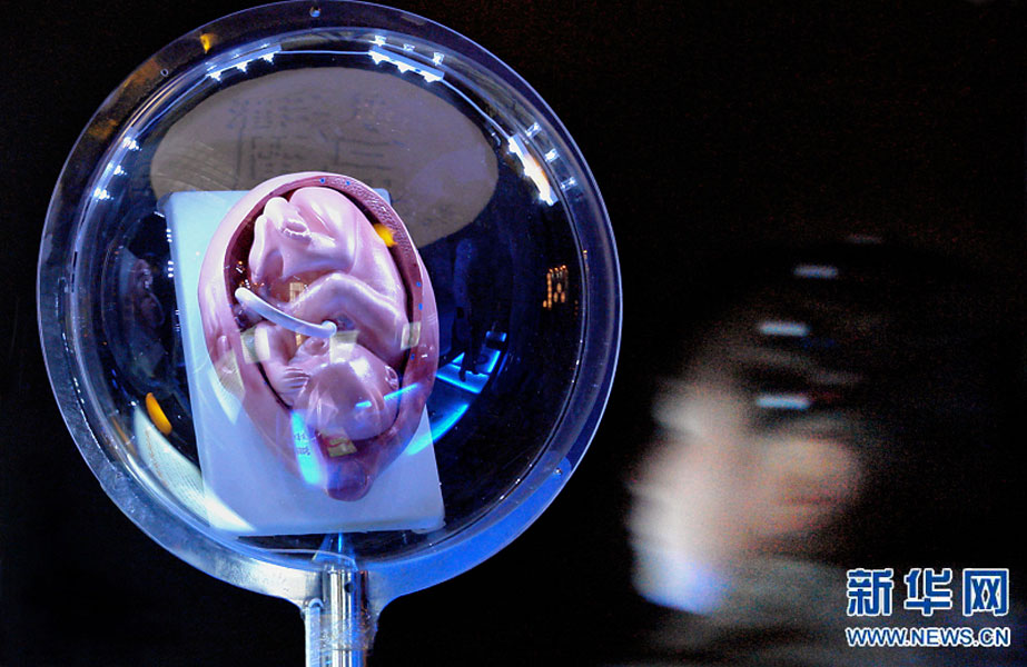 一名小學(xué)生在鄭州科技館內(nèi)參觀介紹遺傳、生育等知識的“奇幻生命之旅”展覽（2007年2月18日攝）。