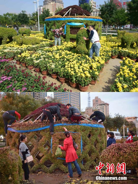 呼和浩特菊花展提前結(jié)束 數(shù)萬盆菊花被搬空 呼和浩特菊花展提前結(jié)束 數(shù)萬盆菊花被搬空