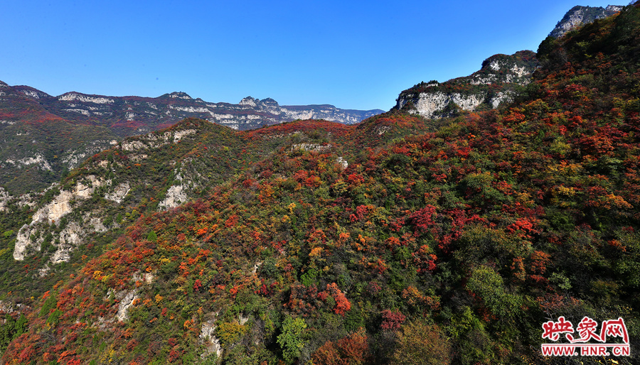 紅色，黃色，綠色的樹葉相互映襯