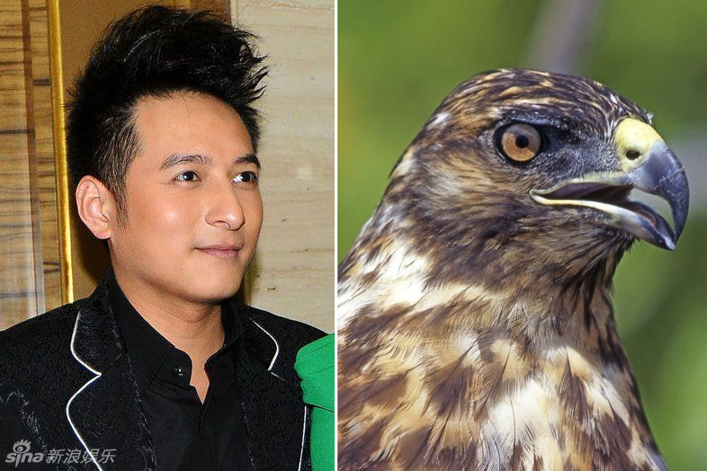 不小心就撞臉了！盤點(diǎn)動(dòng)物界的明星相