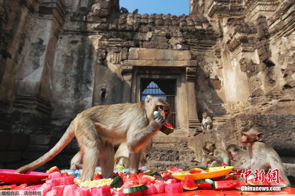 泰國(guó)慶祝猴子自助餐節(jié) 2噸美食犒賞饞嘴猴 泰國(guó)慶祝猴子自助餐節(jié) 2噸美食犒賞饞嘴猴