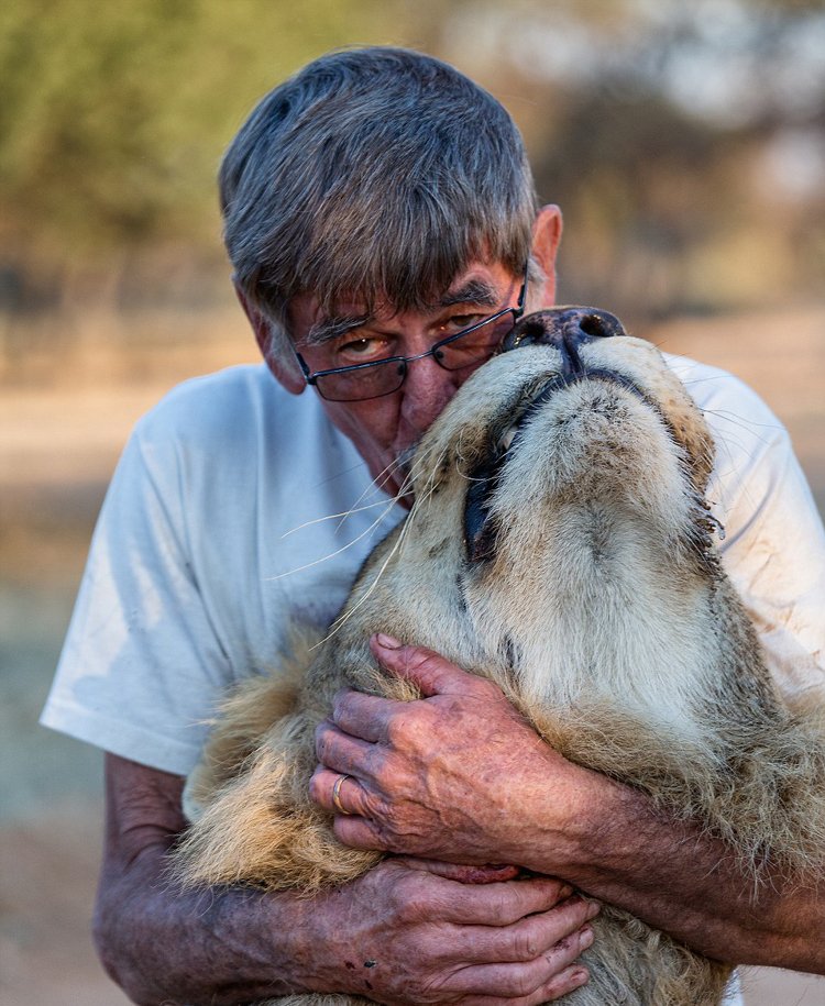 非洲老人養(yǎng)獅子當(dāng)寵物 牽尾巴陪其散步 非洲老人養(yǎng)獅子當(dāng)寵物 牽尾巴陪其散步