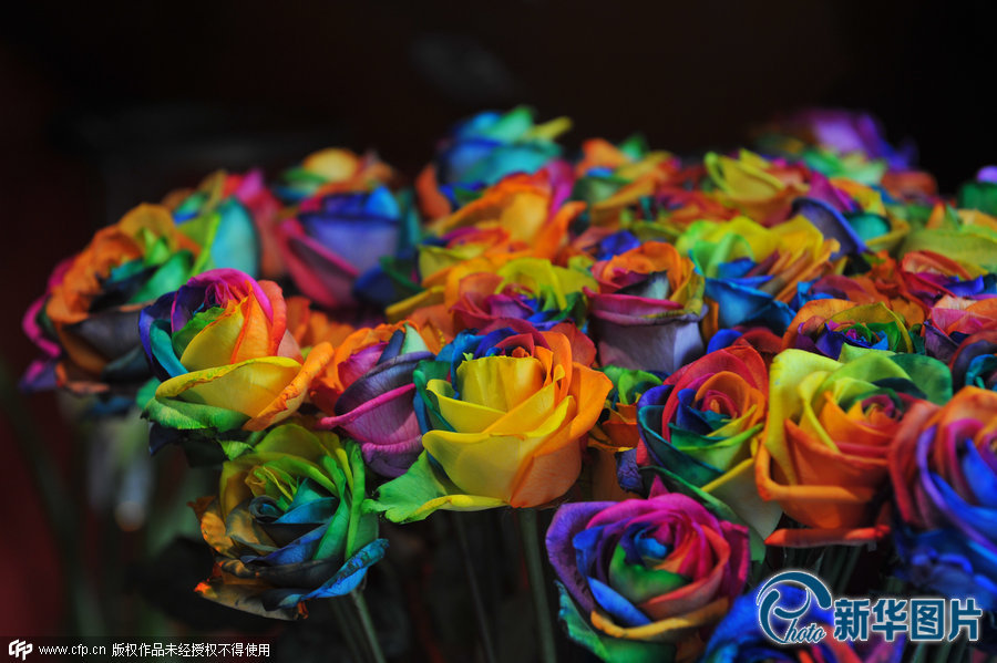 七彩“玫瑰花” 七彩“玫瑰花”