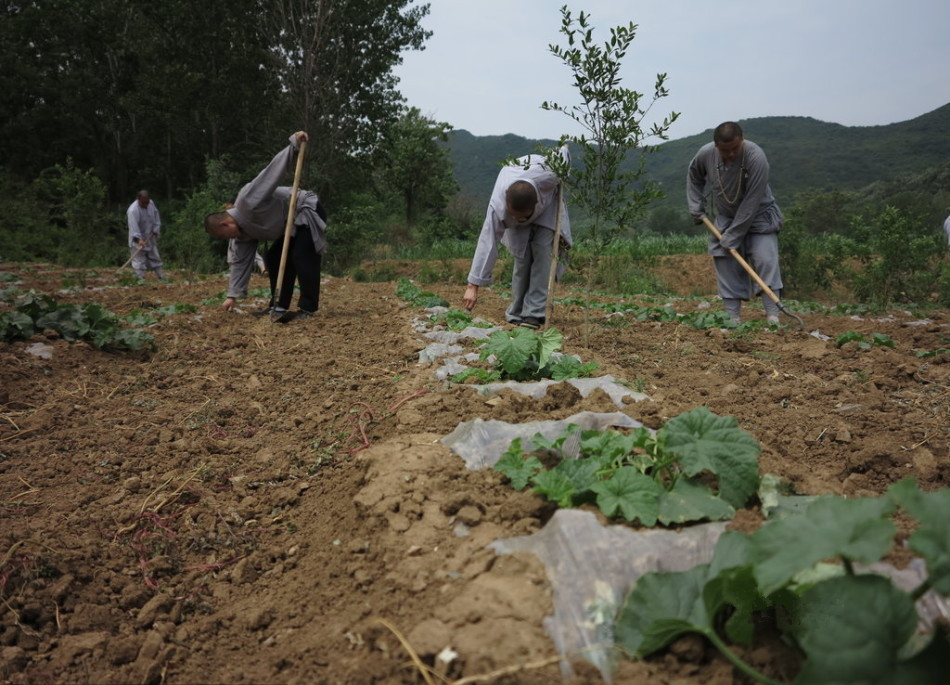 少林寺耕種的120多畝小麥?zhǔn)炝?，武僧們走進(jìn)田間，收獲黃燦燦的果實。