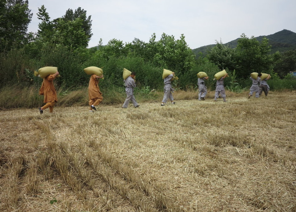 武僧在田間肩扛糧食。