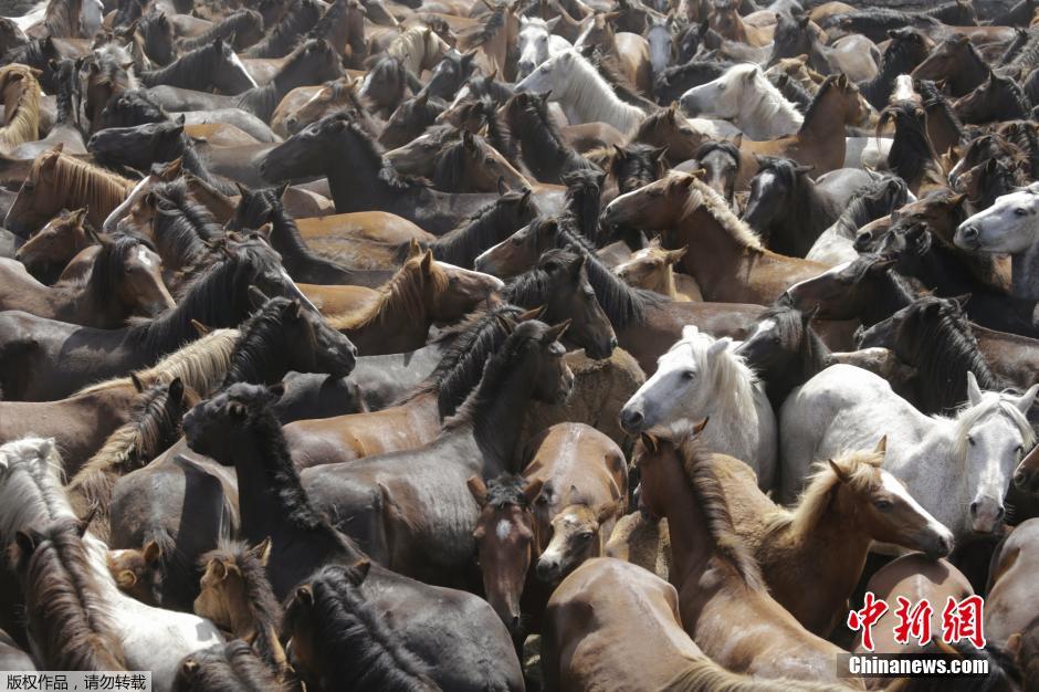 西班牙傳統(tǒng)野馬節(jié)火熱開(kāi)賽 場(chǎng)面壯觀