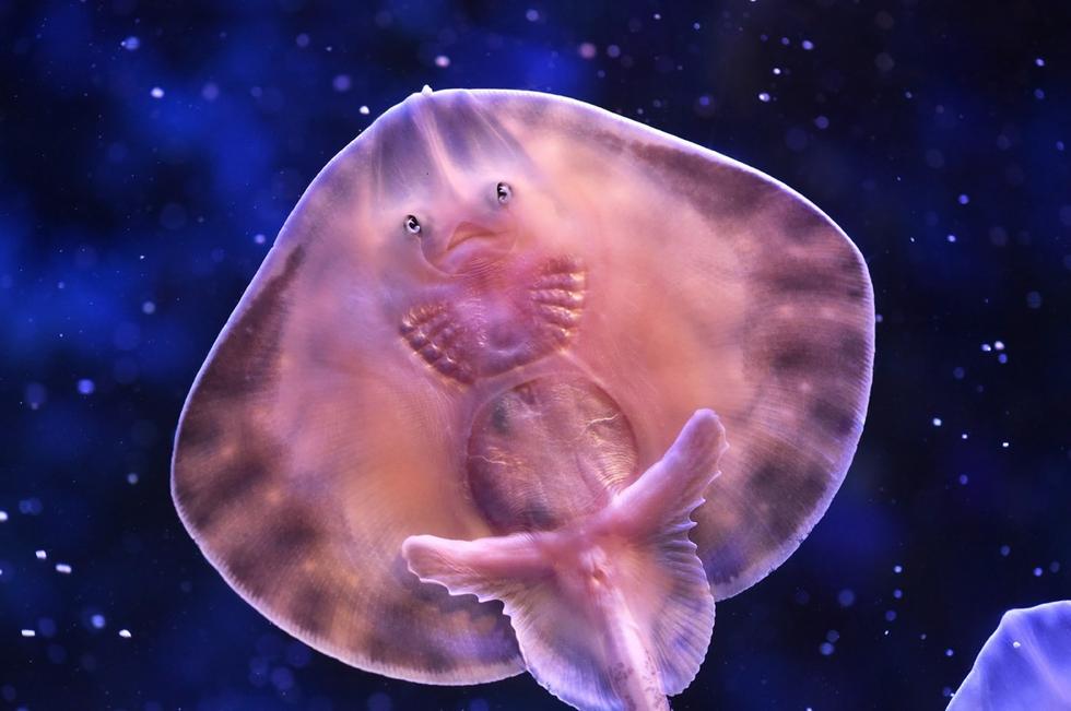 它頭上長(zhǎng)得像眼睛的東西其實(shí)是它腹部的腮。