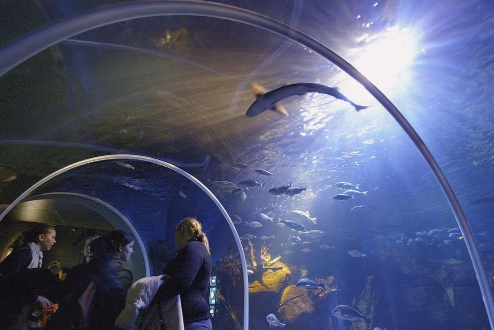 游人們穿梭在海底隧道。