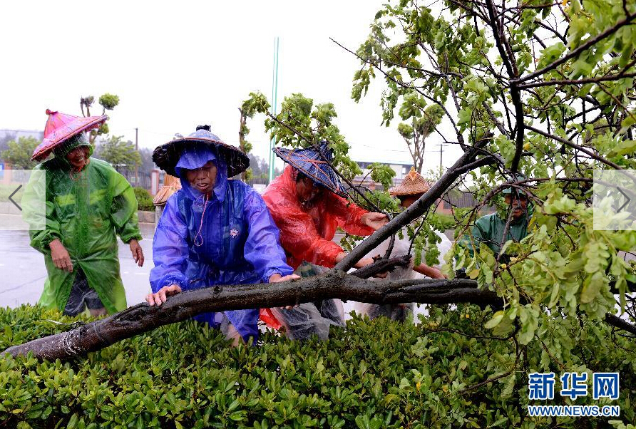  8月8日，工人在福建省石獅市公路邊清理被大風吹倒的樹木。