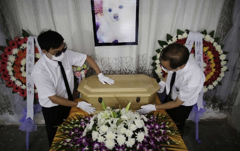 工作人員將寵物狗的靈柩放在靈堂上。