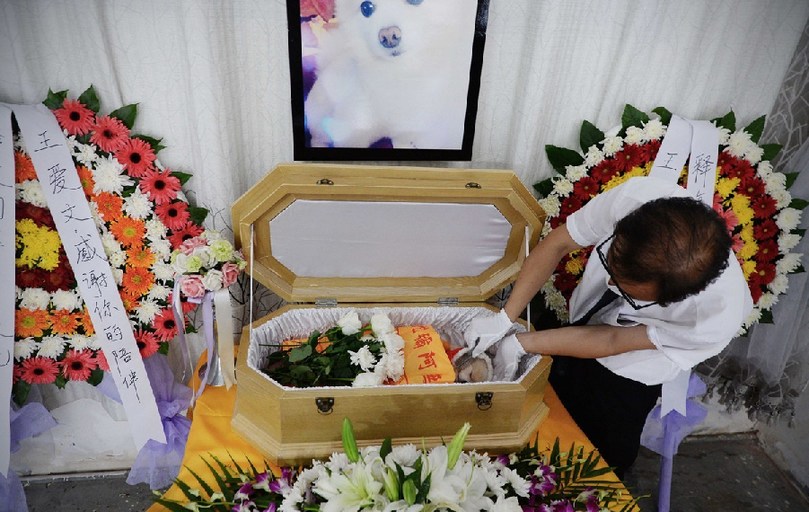 一名工作人員給狗狗整理儀容。