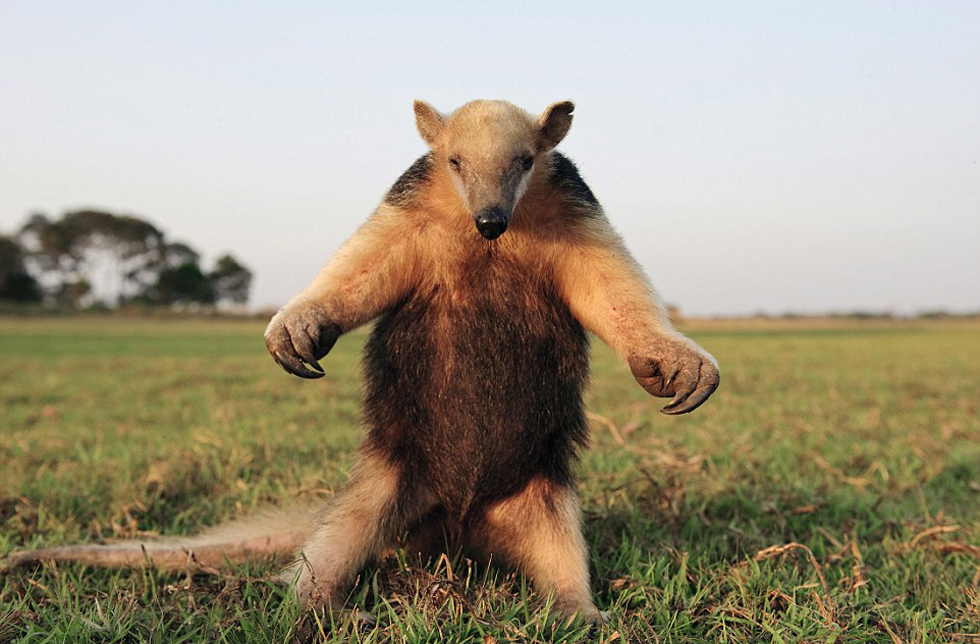 腿站立并不斷拍打胸脯向吉普車發(fā)出警告的食蟻獸。