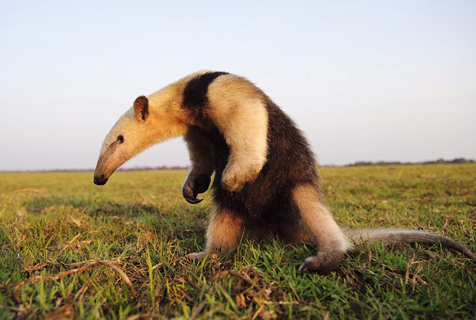 勇敢的食蟻獸。（網(wǎng)頁截圖）