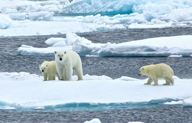 北極熊寶寶突然向后滑倒，摔了個(gè)四腳朝天