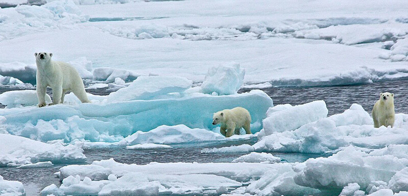 北極熊寶寶起來后看見有攝像機(jī)，便好奇地盯住娜塔西亞手中的機(jī)器。