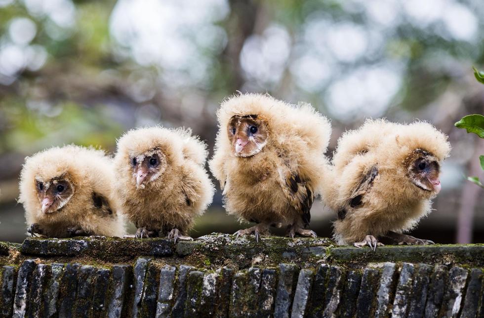 日前，九江市都昌縣蔡嶺鎮(zhèn)的曹女士上山采茶籽時(shí)，撿到5只可愛(ài)的雛鳥(niǎo)。經(jīng)野保工作人員鑒定，這5只雛鳥(niǎo)為國(guó)家二級(jí)野生保護(hù)動(dòng)物猴面鷹，目前已被送往鳥(niǎo)類(lèi)保護(hù)組織進(jìn)行救護(hù)。