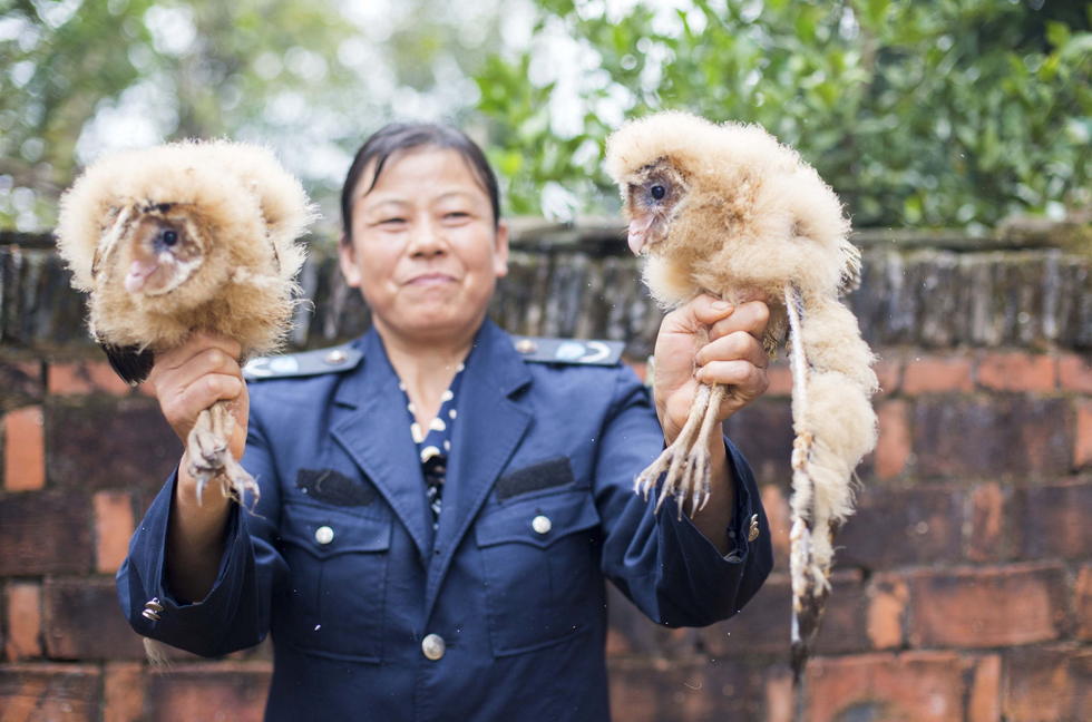 11月6日，記者聯(lián)系上都昌縣的村民危億玲，她是撿到雛鳥(niǎo)的曹女士的兒媳。她向記者介紹，稱(chēng)他們家住在蔡嶺鎮(zhèn)北炎村港邊舍自然村，她婆婆11月4日下午上山采茶籽時(shí)，在樹(shù)下發(fā)現(xiàn)了5只可愛(ài)的雛鳥(niǎo)并帶回了家。