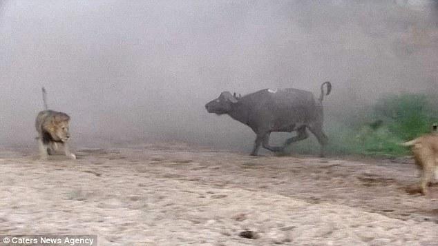 然后在獅群還在打架時(shí)悄悄地溜走了，留下一個(gè)瀟灑的背影。