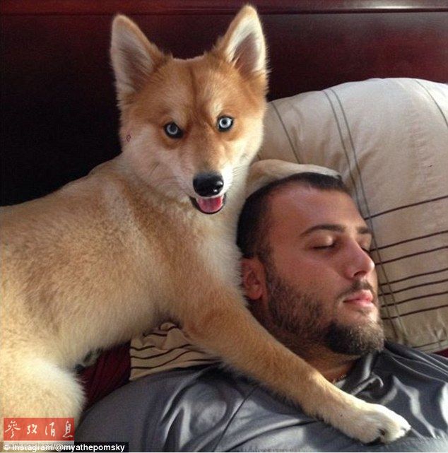 狐貍還是狗？藍(lán)眼睛萌寵走紅網(wǎng)絡(luò)