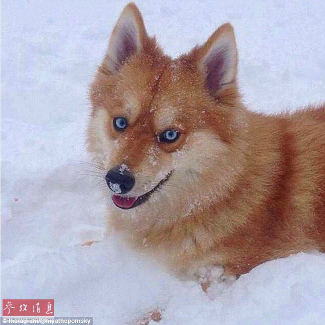 狐貍還是狗？藍(lán)眼睛萌寵走紅網(wǎng)絡(luò)