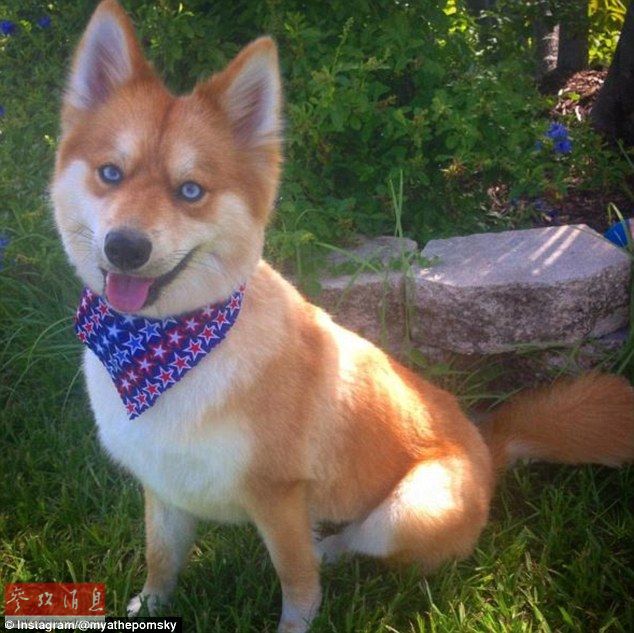 狐貍還是狗？藍(lán)眼睛萌寵走紅網(wǎng)絡(luò)