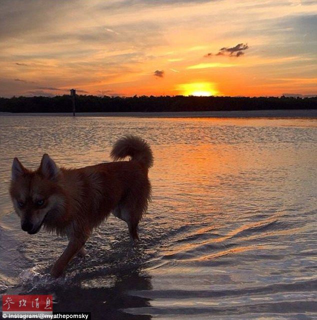 狐貍還是狗？藍(lán)眼睛萌寵走紅網(wǎng)絡(luò)