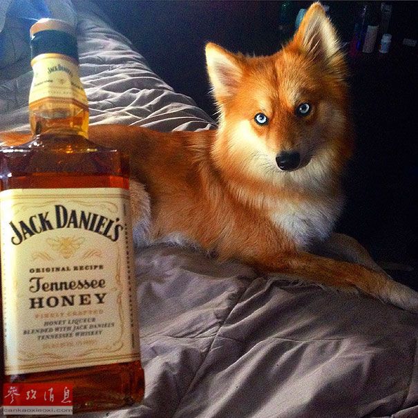 狐貍還是狗？藍(lán)眼睛萌寵走紅網(wǎng)絡(luò)