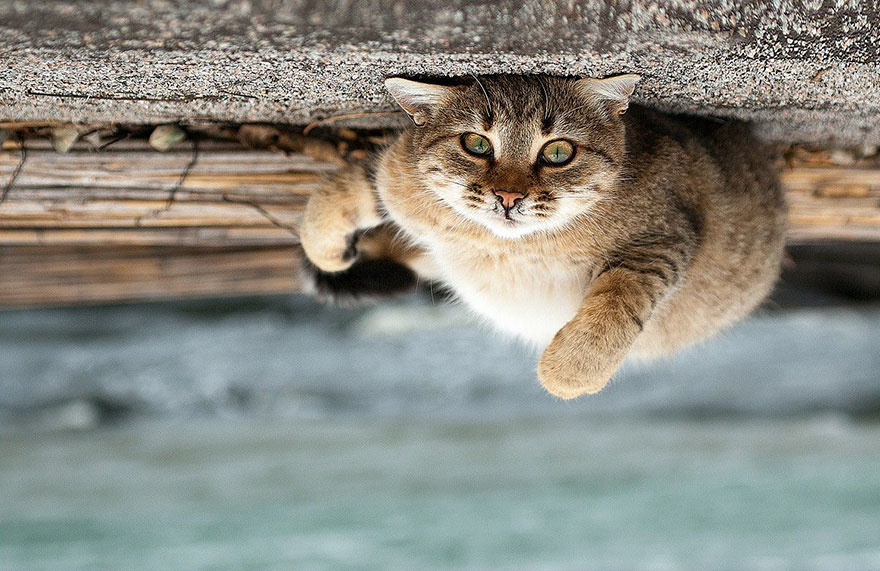 它們都是表情帝！一組不可思議的動物肖像