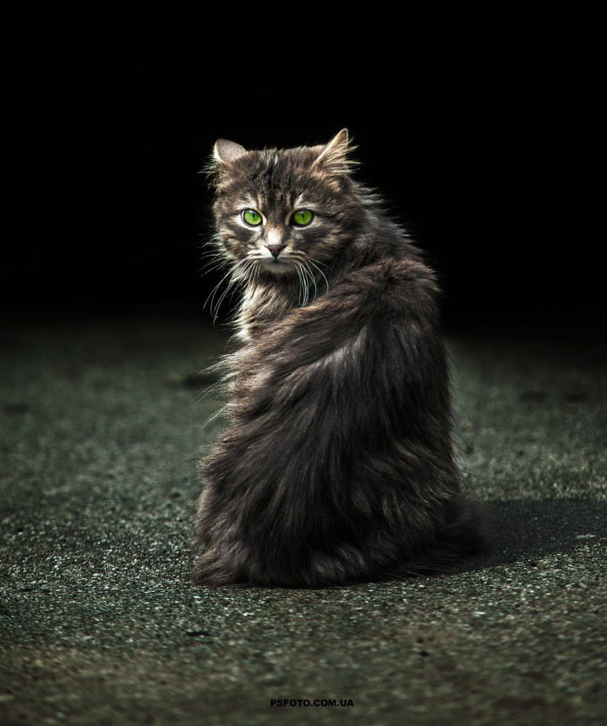 它們都是表情帝！一組不可思議的動物肖像