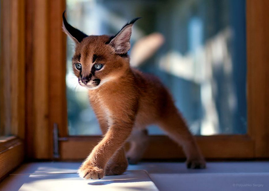 它們都是表情帝！一組不可思議的動物肖像