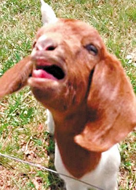 這只會(huì)說(shuō)話的小山羊不斷發(fā)出類(lèi)似“What”的聲音。