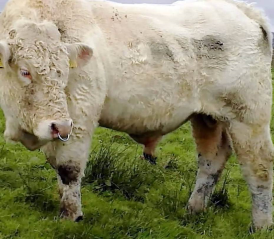 同性戀公牛逃脫死劫 著名動(dòng)畫制作人伸援手 同性戀公牛逃脫死劫 著名動(dòng)畫制作人伸援手