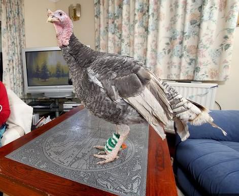 “好命”火雞不用上餐桌:愛穿美衣染指甲油(圖) “好命”火雞不用上餐桌:愛穿美衣染指甲油(圖)